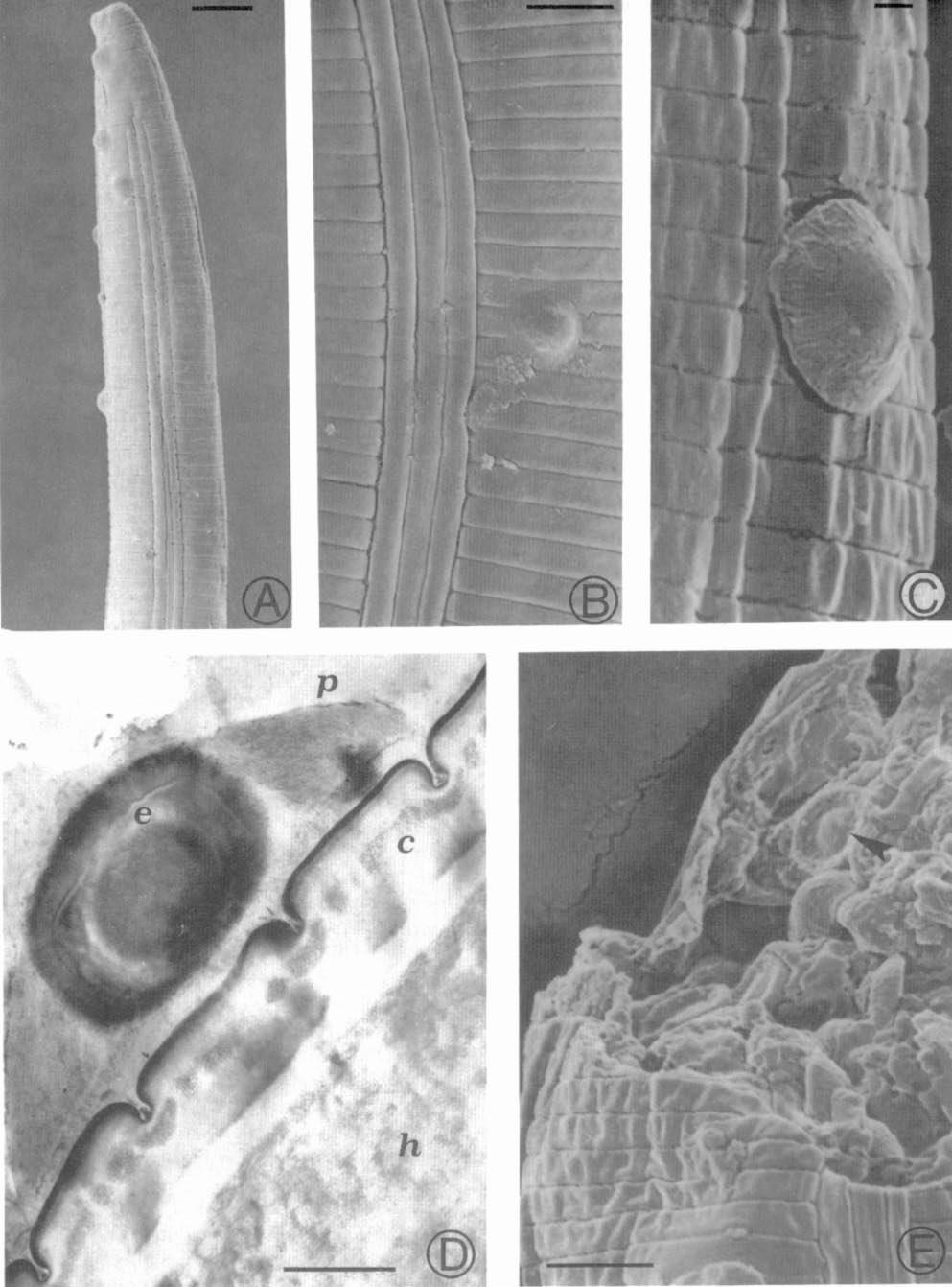 D) TEM image of a cross section through a P. penetrans spore adhering to host's cuticle (c); (p: parasporal fibers; e: central endospore; h: hypodermis). E) P.