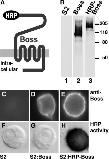 Hook and MVBs Light Microscopy Cell surface expression of Boss and HRP-Boss in S2 tissue culture cells was detected by anti-boss antibodies (anti-boss NN1, at a dilution of 1:3000) and FITC-labeled