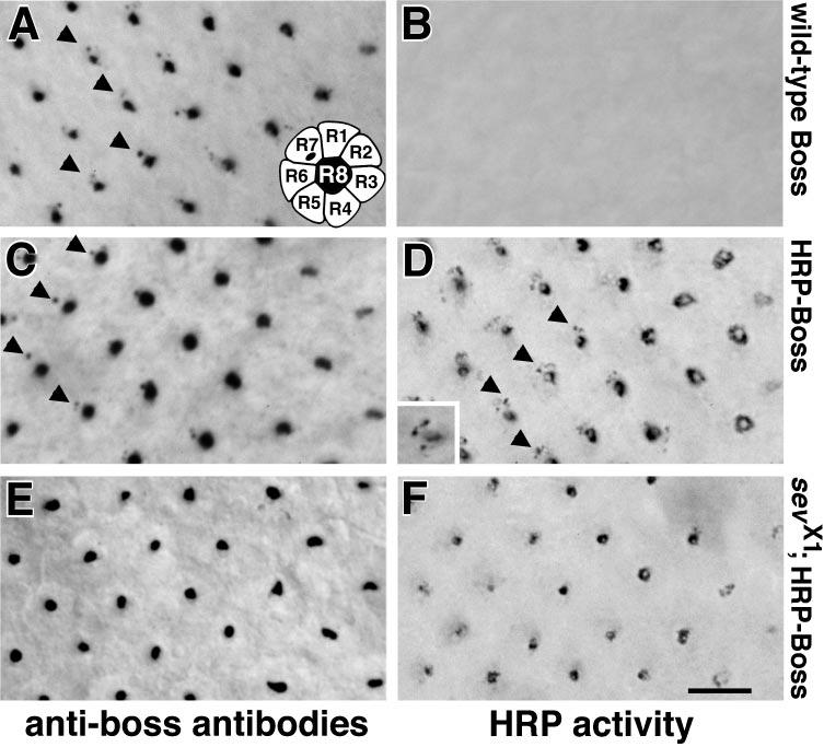 Hook and MVBs Figure 3. The HRP-Boss chimera is internalized into R7 cells by receptor-mediated endocytosis.