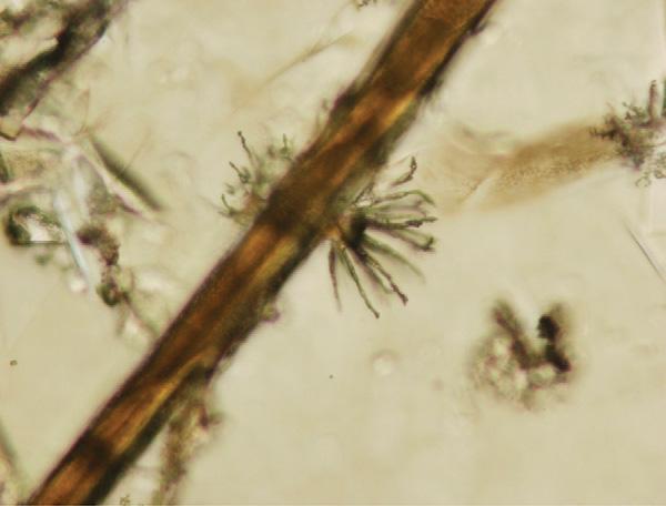 Fisk and McLoughlin granular mossy random Figure 5.