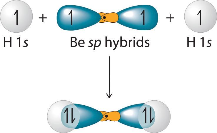 Each singly occupied sp hybrid orbital 8 can now form an electron-pair bond with the singly occupied 1s atomic orbital of one of the H atoms. As shown in Figure 9.