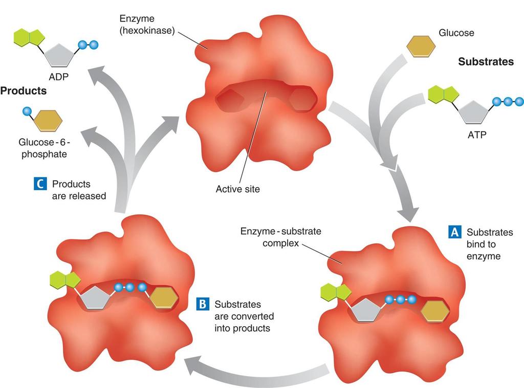 Enzyme Action An Enzyme-Catalyzed Reaction The enzyme hexokinase