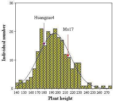 QTL mapping for ear height in maize 453 Figure 1. Frequency distribution graph of the recombinant inbred line population for the trait ear height in maize.