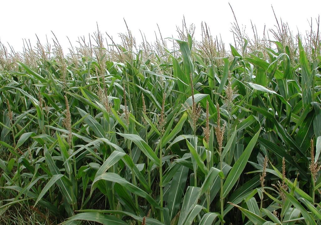 SURVEY OF WEEDS IN MAIZE CROPS IN EUROPE DJF REPORT AGRICULTURAL SCIENCE NO. 149 APRIL 2011 P.K. JENSEN, V. BIBARD, E. CZEMBOR, S.