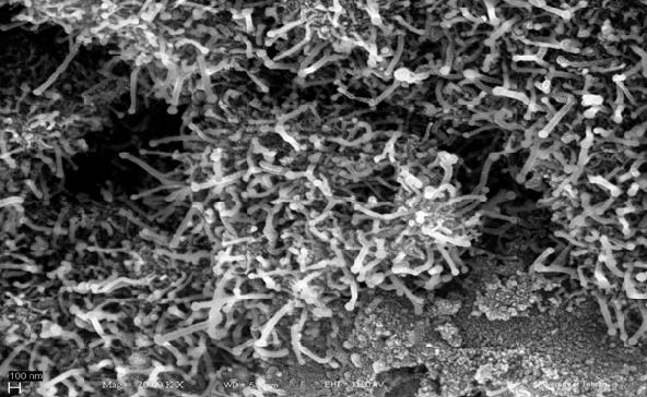 of Sulfur to 50 ppm) Characterization: - SEM photograph with a magnification of 2000, Carbon Nano Fibers grown on the Surface of Activated