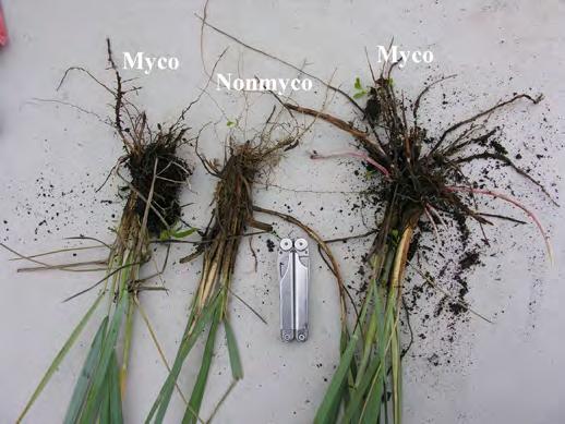 y Fungicides: Some fungicides can be harmful to mycorrhizal fungi, but it all depends on the type of fungicide used.