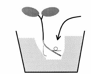 plastic bag (SUNBAG, Sigma Co.) is advisable (Walker & Vestberg 1994). Single spore isolation: To purify an isolated fungus, single spore isolation is needed.