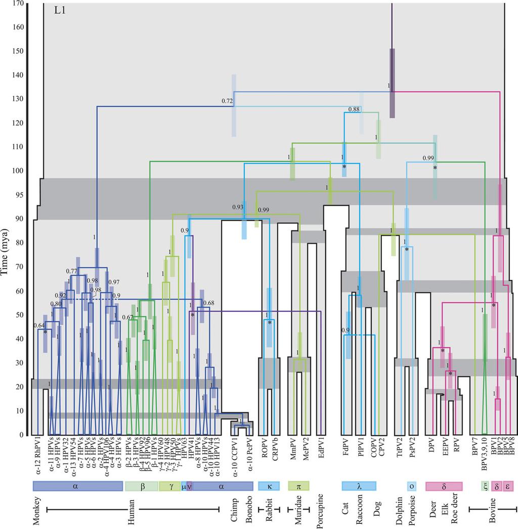 Analysis of Host Parasite Incongruence in Papillomavirus Evolution doi:10.1093/molbev/msq015 FIG. 2.continued (Chan et al. 1995).