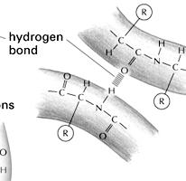 Non-covalent bonds or interactions. Ionic 10 Fig. 4-4 Non-covalent bonds or interactions.