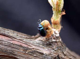 3 Grape Insect Pests of the Home Garden CULTURAL Japanese beetles prefer foliage exposed to direct sunlight, and vines with thin, smooth leaves, such as French hybrids, are preferred over those with