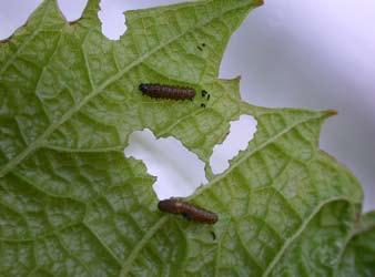 PHYSICAL If a few or a moderate number of adult beetles are found on grape foliage, handpicking them can provide acceptable control.