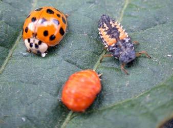 5 Grape Insect Pests of the Home Garden several larvae.