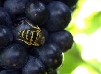 For home gardeners, the most important means of controlling multicolored Asian lady beetles is to remove injured grapes or clusters from grapevines.