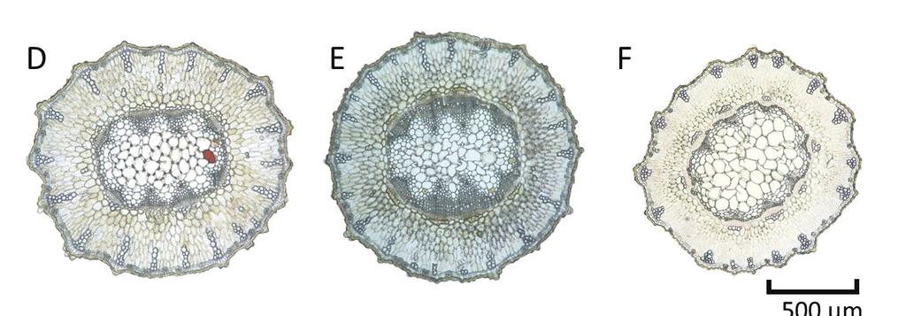 植物研究雑誌 第 88 巻 第3号 Fig. 1. Transverse section of herbal stems of Ephedra distachya and E. sinica. A. Angle of tip of subepidermal bundle fiber. a. Negative value. 1 b. Positive value. B, C. E. distachya subsp.