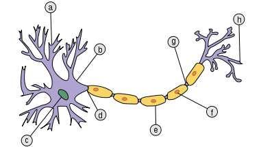 (a) Deli biološkega nevrona, ki jih lahko prepoznamo tudi na shemi umetnega nevrona so a. dendriti, b. celično telo(soma), d. aksonin h. aksonski zaključki. Vir slike: [17].
