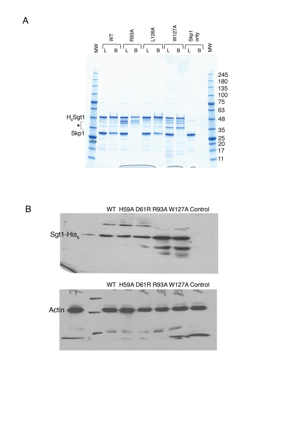 FIGURE S6: FULL GELS AND WESTERN BLOTS (A) Pulldown of full-length Skp1 using His 6 -tagged wild type Sgt1 (WT) and indicated mutants on Ni resin. L = 10% load, B = bound.