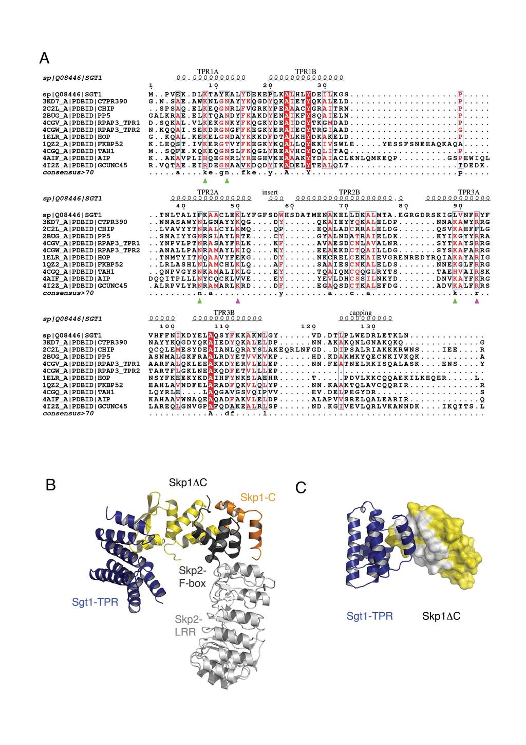 SUPPLEMENTARY FIGURE S4: SGT1-SKP1 IN THE CONTEXT OF TPR-MEEVD, SKP1- FBXL AND SKP1-CULLIN COMPLEXES (A) A structure-based multiple sequence alignment using T-Coffee Expresso of the TPR domain of