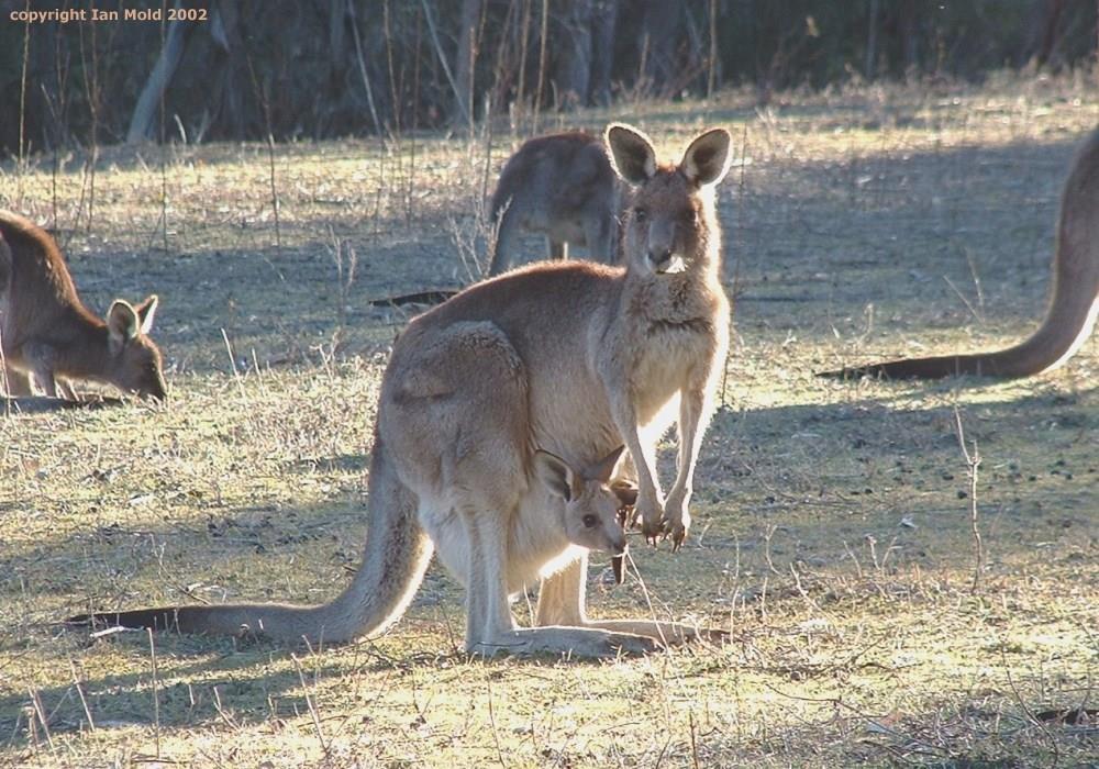 Animals of the Australian Grassland