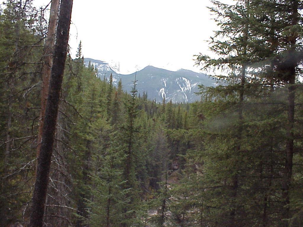 Taiga or Coniferous Forest Found in