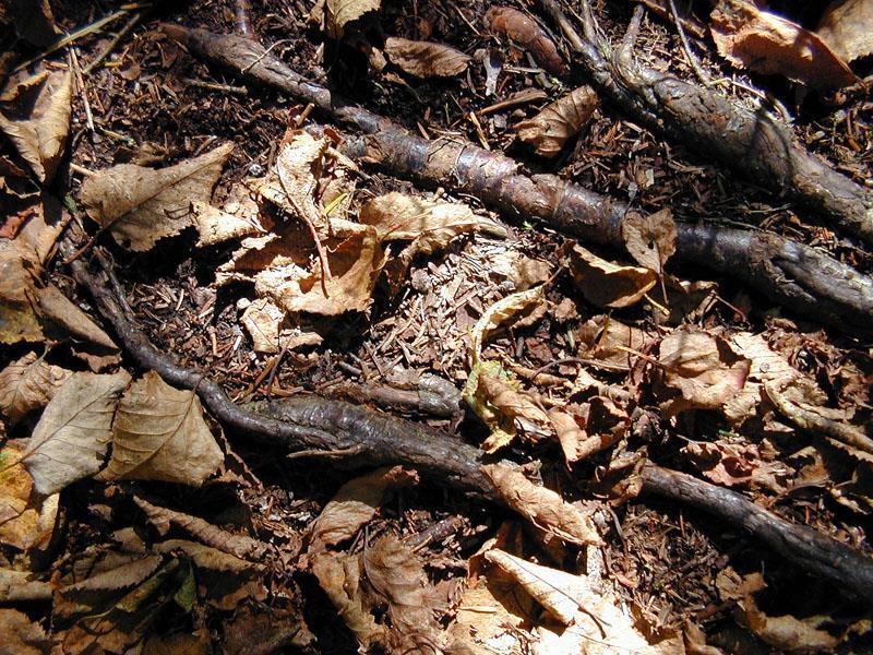 Temperate Deciduous Forest Soil is rich in