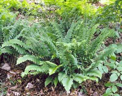 Ferns Plants of the