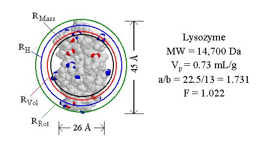 An Example: Lysozyme Lysozyme M w =