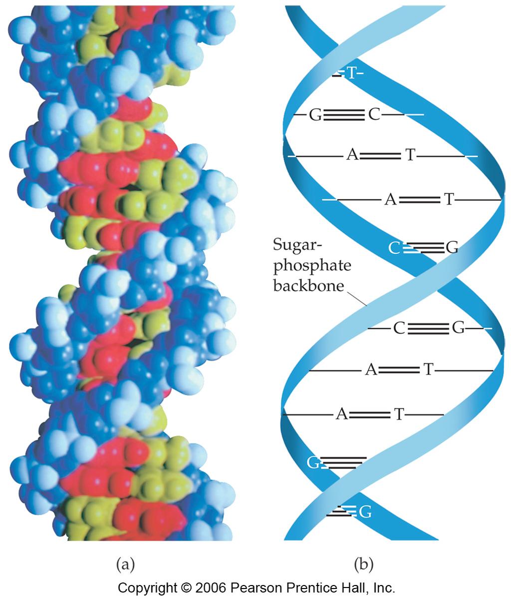 Nucleic Acids Nucleotides combine to form the
