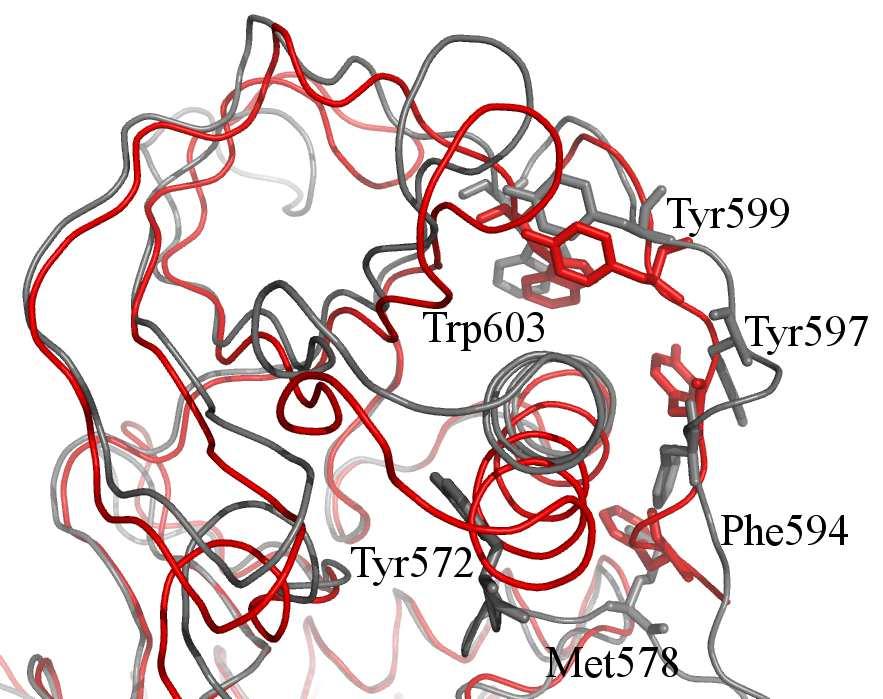 is in red and the non-productive one in pink Figure 418: The comparison of some interactions of JM-KD for Flt3-wt and Flt3-593 The structures