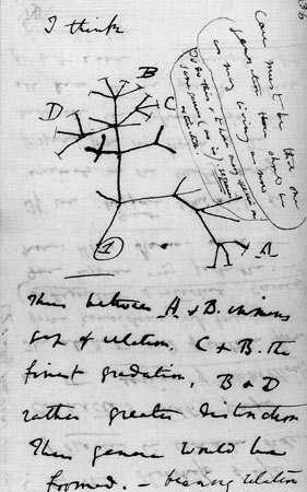 2 Introduction (a) From Charles Darwin s notes (b) From the book: The Evolution of man by Ernst Haeckel Figure 11: First attempts of tree of life drawings (taken from public domains: wwwamnhorg and