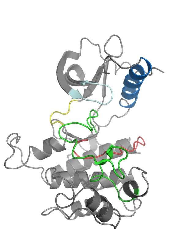 14 Introduction (a) Inactive conformation of the KD of the Insulin Receptor Kinase (b) Active conformation of the KD of the Insulin Receptor