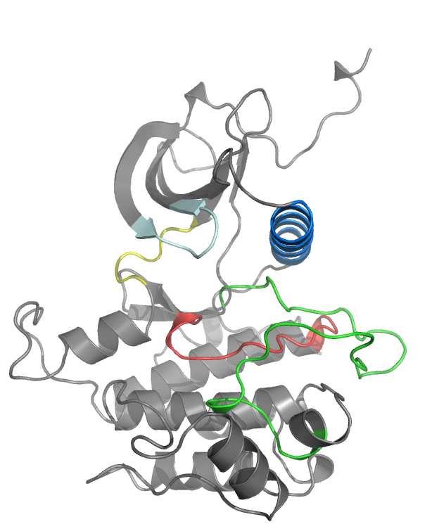 1IR3) of the Insulin Receptor (a,b) The secondary structure of the protein is in grey with Gly-rich loop (cyan), C-helix (marine blue), hinge