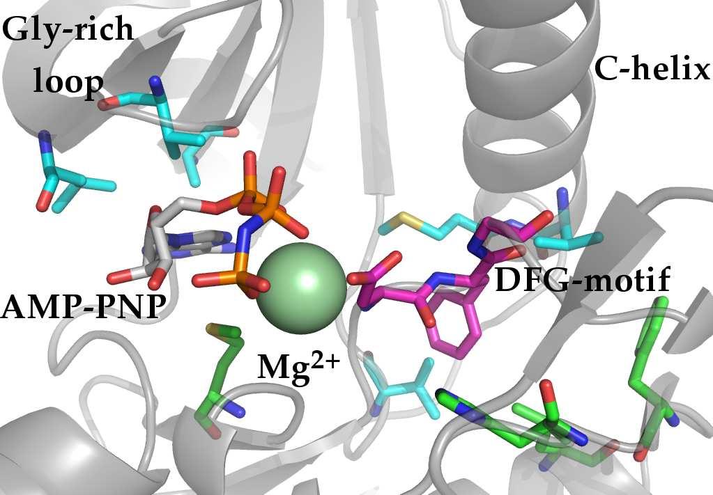 ligand are shown in sticks representations with the atoms colored nitrogen (blue), oxygen (red), sulfur (yellow), magnesium (pale green) and carbon (cyan N-lobe residues,