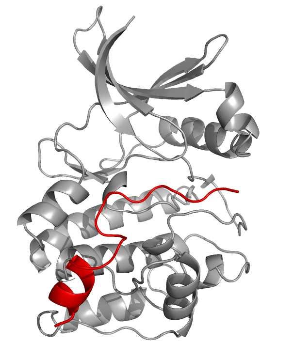 14 Tyrosine Kinases 27 (a) PKA + PKI (1ATP) (b) Twitchin kinase (1KOB)