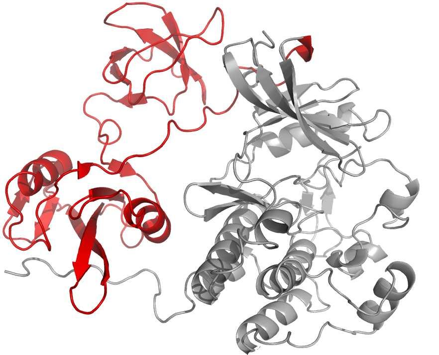 secondary structure of protein kinase inhibitor (PKI), C-terminal tail