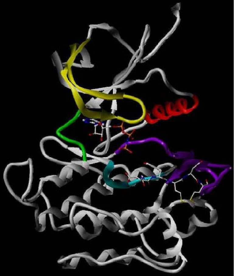 23 Results and Discussions 45 Figure 21: The three-dimensional structure of the kinase domain The tertiary structure of the kinase domain of the insulin receptor in complex with adenylyl