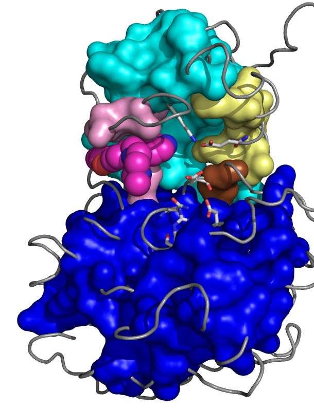as gray ribbon and specific residue clusters are represented with the external molecular surface and color coded In cyan the hydrophobic regions 1, in blue the