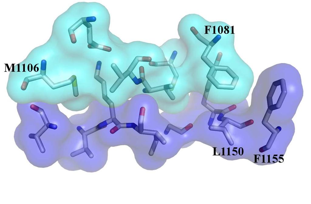 68 structural arrangement and ligand-binding features of TKs (a) non-productive (b) productive Figure 36: H1-H2 interfaces for Insr non-productive (a) and productive states (b), view 1 The residues