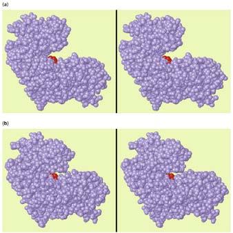 Stereo views of yeast hexokinase Yeast hexokinase contains 2 domains connected by a hinge region. Domains close on glucose binding.