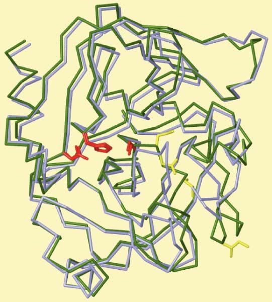 Chymotrypsin Chymotrypsinogen Crucial difference between structures is absence of substrate binding pocket in the zymogen.