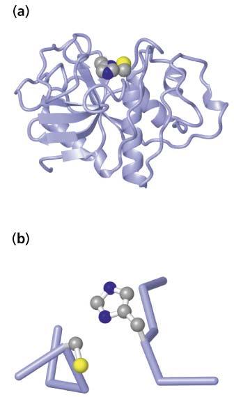 Papain s activity depends upon ionizable residues: His-159 and Cys-25 (a) Ribbon model (b) Active site residues (N blue, S yellow) 17