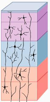 Synapse Array Neuron Array Synapse