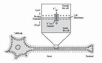 Neuron (2) Structure of a neuron 100 V (mv) 50 0 5