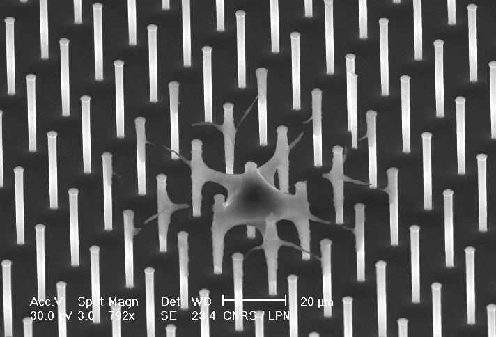 M. Reyssat et al. Fig. 6: Electron microscope picture of the dust trace left after drop evaporation (corresponding to the experiment of fig. 5). This surface has the same density as in fig.