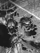 htm What you will learn What is a pest What is a pest What it means to be an arthropod Basic biology of insects and mites How insects and mites damage plants with