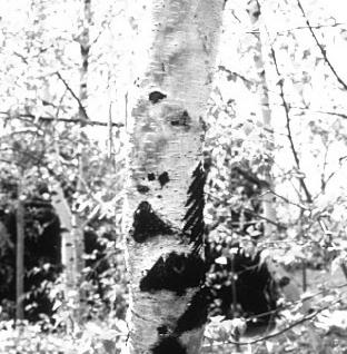 Ridged bark on birch caused by bronze birch