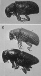 part of life cycle Pest and Natural Enemy