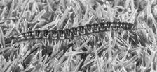 Millipede (Diplopoda) Centipede