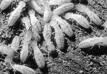 Follow them to find nests Carpenter Ants Termites Enter structures in mud tubes constructed from soil Require moisture Feed on wood Immatures are