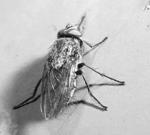 (drain fly) Cluster Fly Phorid Flies House fly Stable fly