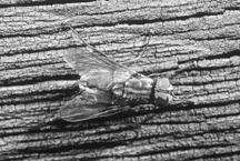 species involved) Fruit fly Cluster fly Sanitation